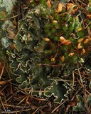 Peltigera malacea image