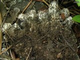 Peltigera canina image
