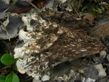 Peltigera rufescens image