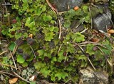 Peltigera venosa image