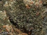 Phaeophyscia decolor image