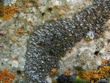 Phaeophyscia sciastra image