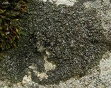 Phaeophyscia sciastra image