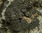 Phaeophyscia sciastra image