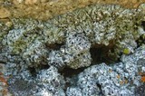 Physcia phaea image