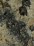 Physcia phaea image
