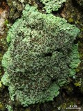 Physcia stellaris image