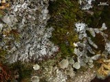 Physconia muscigena image