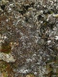 Physconia muscigena image