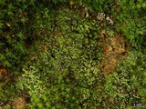 Physconia perisidiosa image