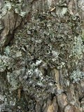Platismatia glauca image