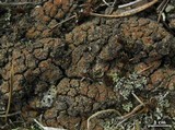 Protopannaria pezizoides image