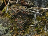 Protopannaria pezizoides image
