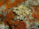 Rhizoplaca chrysoleuca image