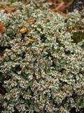 Stereocaulon tomentosum image