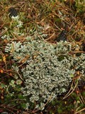 Stereocaulon tomentosum image