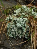 Stereocaulon tomentosum image
