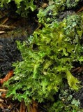 Tuckermanopsis chlorophylla image