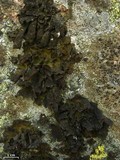 Umbilicaria deusta image