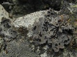 Umbilicaria krascheninnikovii image