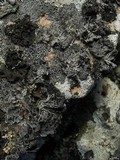 Umbilicaria krascheninnikovii image