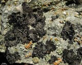 Umbilicaria krascheninnikovii image