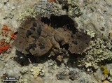 Umbilicaria torrefacta image