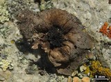 Umbilicaria torrefacta image