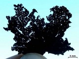 Umbilicaria torrefacta image