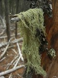 Usnea scabrata image