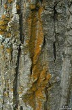 Xanthoria fulva image