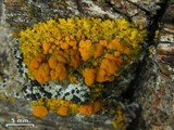Xanthomendoza montana image