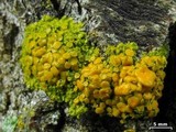 Xanthomendoza montana image