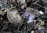 Cortinarius glaucopus image