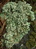 Xanthoparmelia wyomingica image