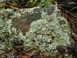 Xanthoparmelia cumberlandia image