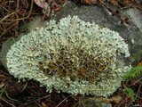 Xanthoparmelia lineola image