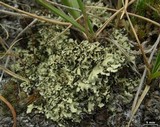 Xanthoparmelia wyomingica image