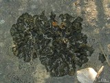 Collema furfuraceum image