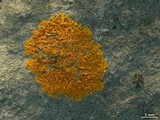 Xanthoria sorediata image