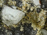Fulgensia subbracteata image