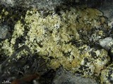 Fulgensia subbracteata image