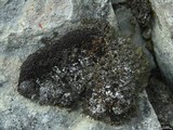 Image of Phaeophyscia constipata