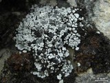 Toninia sedifolia image