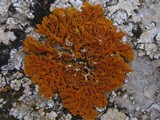 Xanthoria aureola image