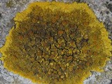 Caloplaca aurantia image