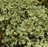 Flavocetraria nivalis image