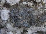Caloplaca variabilis image