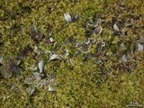 Peltigera extenuata image