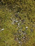 Peltigera extenuata image